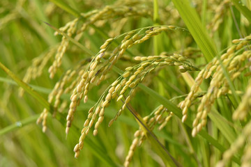 稲穂