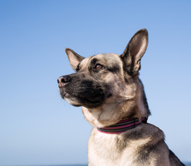 Blandras hunden Loppan