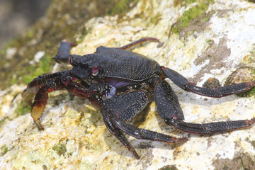 TIERE_2617_rote_Klippenkrabbe