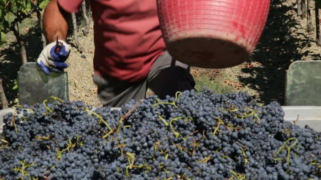 a worker empties the baskets of grapes in the tractor
