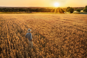 A farmer standing in his wheat field at sunset.