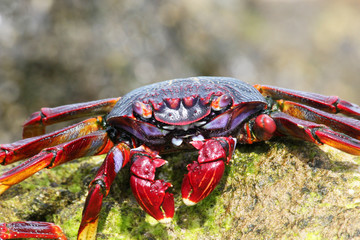 TIERE_2624_rote_Klippenkrabbe