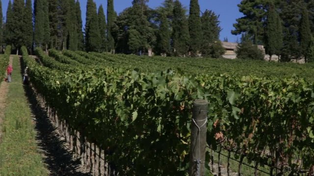 Overview of a vineyard with workers during the grape harvest