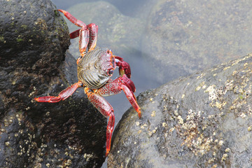 TIERE_2661_rote_Klippenkrabbe