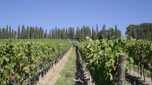 Overview of a vineyard with workers during the grape harvest