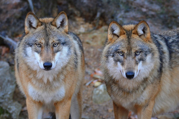 Wolf