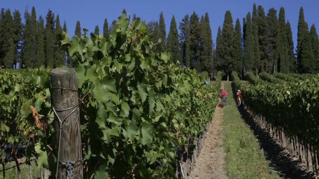 Overview of a vineyard with workers during the grape harvest