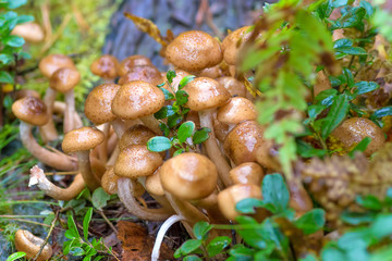 mushroom grown in the forest