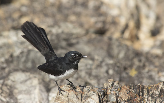 Willie wagtail perched on rock