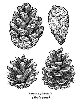 Scots pine illustration, drawing, engraving, ink, line art, vector