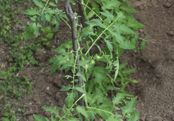 Green branc of growing tomato in the garden
