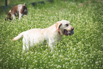 Labrador retriever with his ball