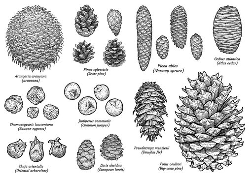 Pine and fir cone collection, drawing, engraving, ink, line art, vector