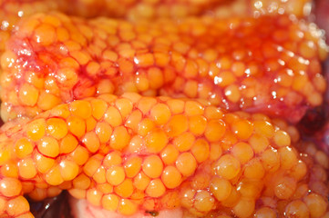 Fresh caviar or fish eggs after cleaning fish. Steelhead or salmon roe close-up