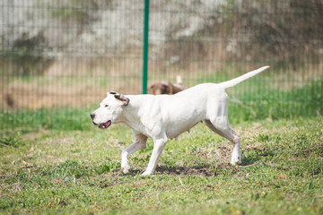 Obraz na płótnie Canvas Injured white dog on shelters playground