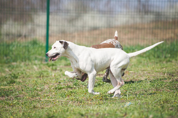 Obraz premium Handicapped white dog during a walk