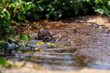 Water pouring up through hole in rock with shrubbery in background.