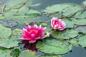 Two red water lily (Nymphaea alba f. rosea) in a lake. The flower is a red variety of the white water lily (Nymphaea alba).