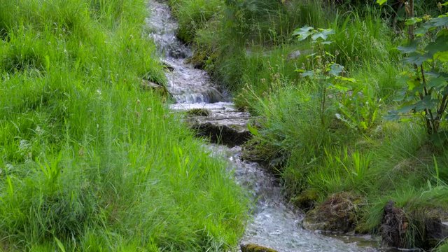 wunderschöner idyllischer klarer Wiesenbach fliesst durch saftige grüne Wiese mit baumstamm im bachlauf