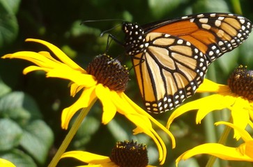 Monarch on wildflower