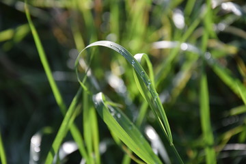Droplets sliding on the high grass