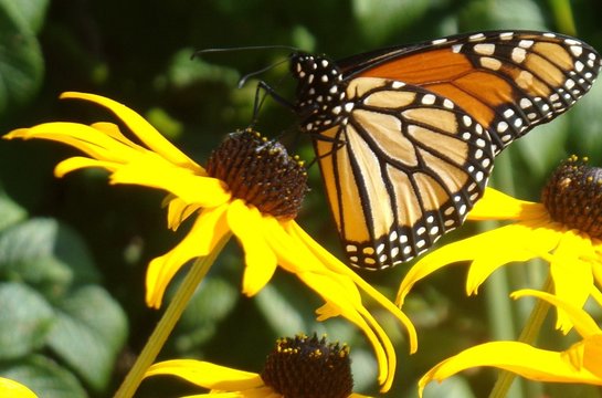 Monarch on wildflower