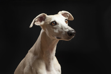 studio portrait of a beautiful whippet dog