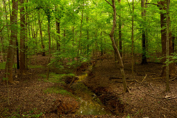 The Creek