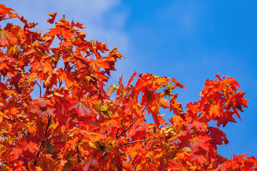 fragment of a maple tree with red leaves against a bright blue sky