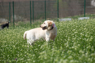 Mixed Labrador retriever during a walk