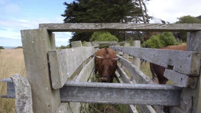 Grupo de vacas