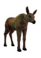 Fototapeta premium 3D Rendering Moose Calf on White