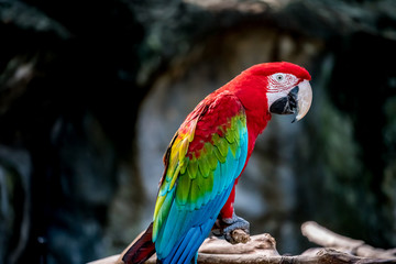 Colorful macaw on branch