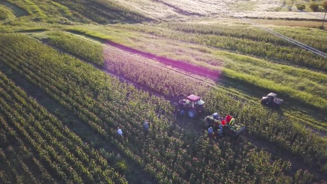 Aerial of rows and rows of cornfield with people picking corn and tractor nearby and powerlines.