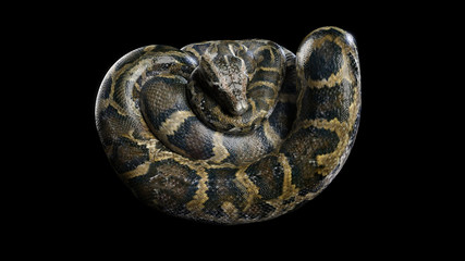 3d Boa Constrictor The World's Biggest Venomous Snake Isolated on Black Background, 3d Illustration, 3d Rendering © mrjo_7