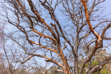 Obraz premium Large Dry Tree Bark Peeling Skin