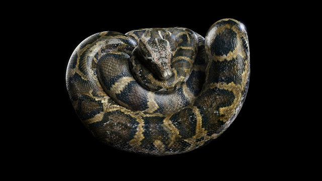 3d Boa Constrictor The World's Biggest Venomous Snake Isolated on Black Background, 3d Illustration, 3d Rendering