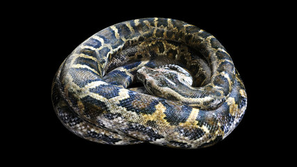 Naklejka premium 3d Boa Constrictor The World's Biggest Venomous Snake Isolated on Black Background, 3d Illustration, 3d Rendering