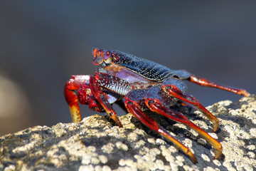 TIERE_2579_rote_Klippenkrabbe