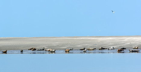 phoques dans la baie de Somme