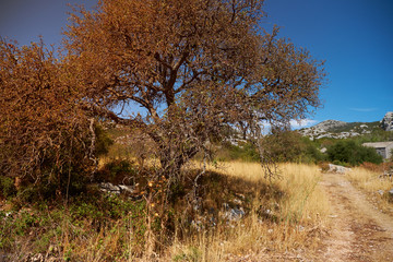 Olive trees at the heat