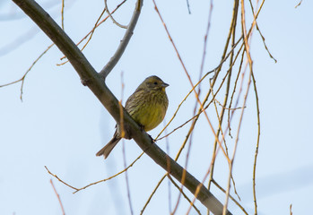 Eurasian wren is seating on branch of tree