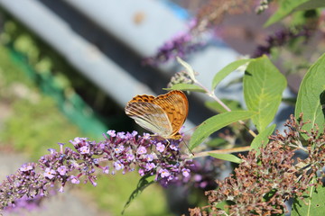 papillon sur fleur