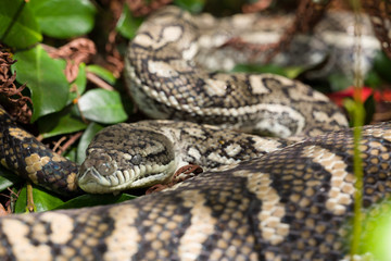 Carpet Python asleep after a meal