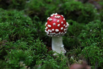 White-dotted red-capped mushroom - Amanita muscaria Fly agaric