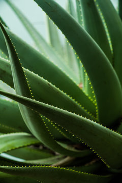 Agave plant detail