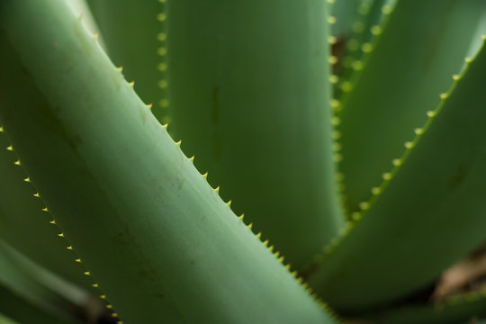 Agave plant detail