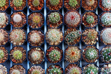 seedling cacti
