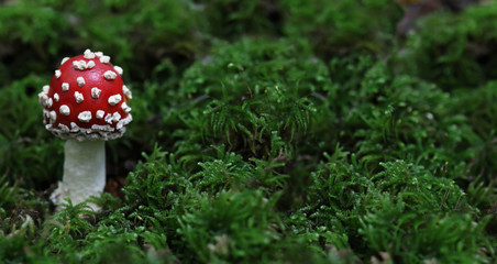 White-dotted red-capped mushroom - Amanita muscaria Fly agaric