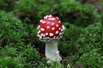 Obraz premium White-dotted red-capped mushroom - Amanita muscaria Fly agaric